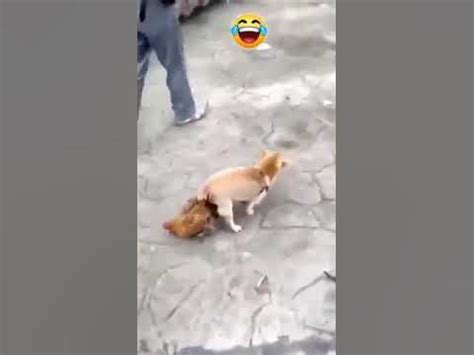 Viral nakipag sex sa aso .